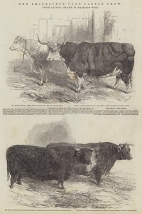 The Smithfield Club Cattle Show, præmiekvæg